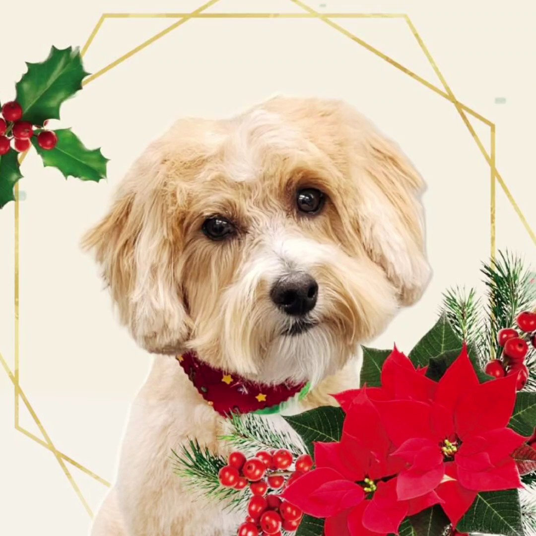 Natal do animal de estimação 