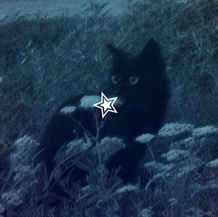 CATS>:3