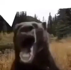 baha bear