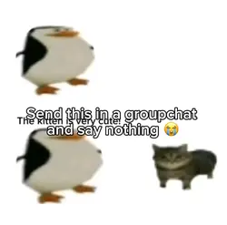Cat penguins