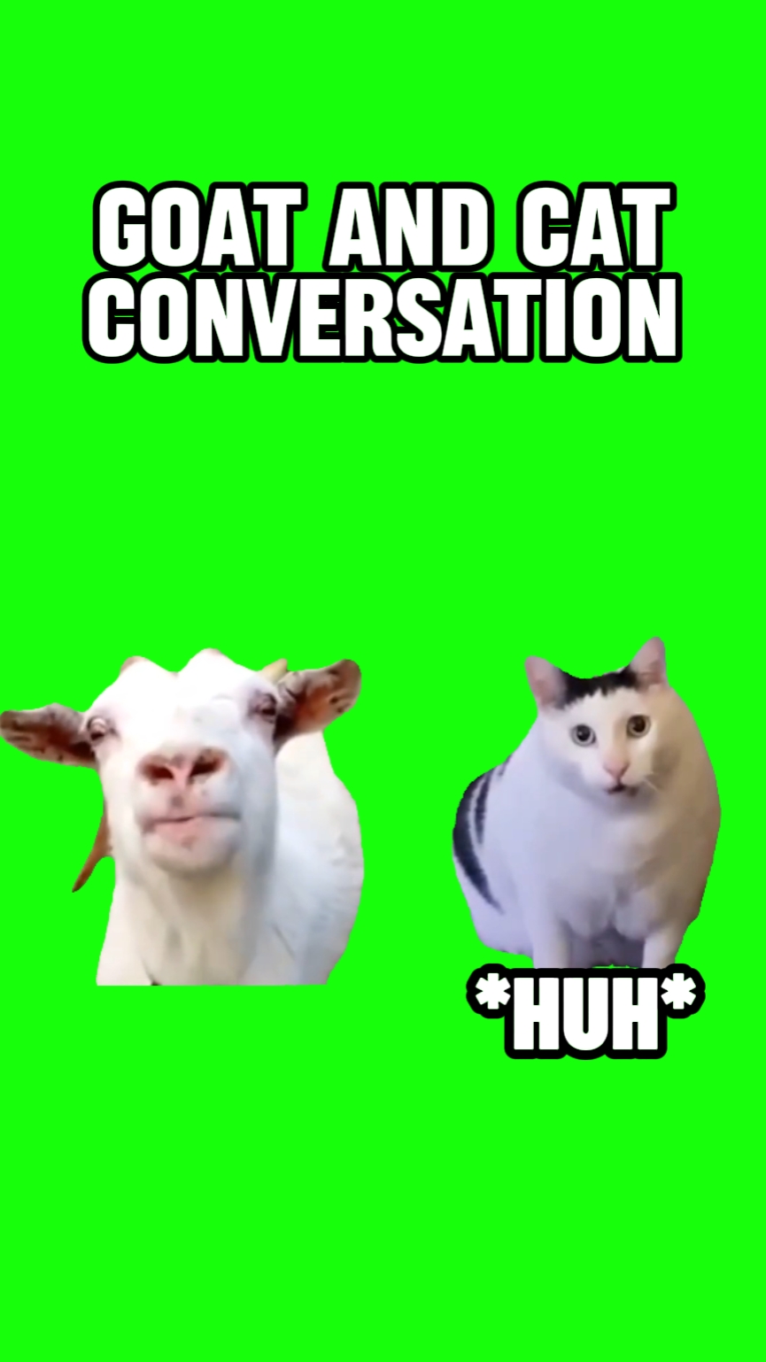  고양이와 이야기하는 염소