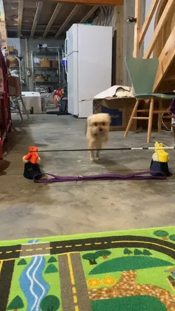 My Puppy Jumping πΆ