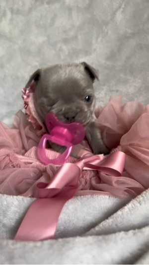 Sevimli Noel köpek yavrusu