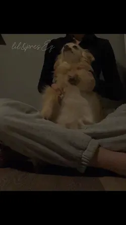 my dog doing the wai