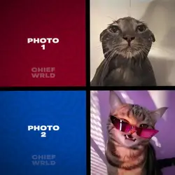 Cat Meme TREND v2