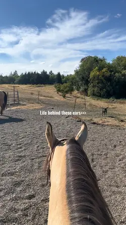 Horses❤️🩹
