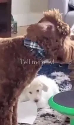 my dogs :3