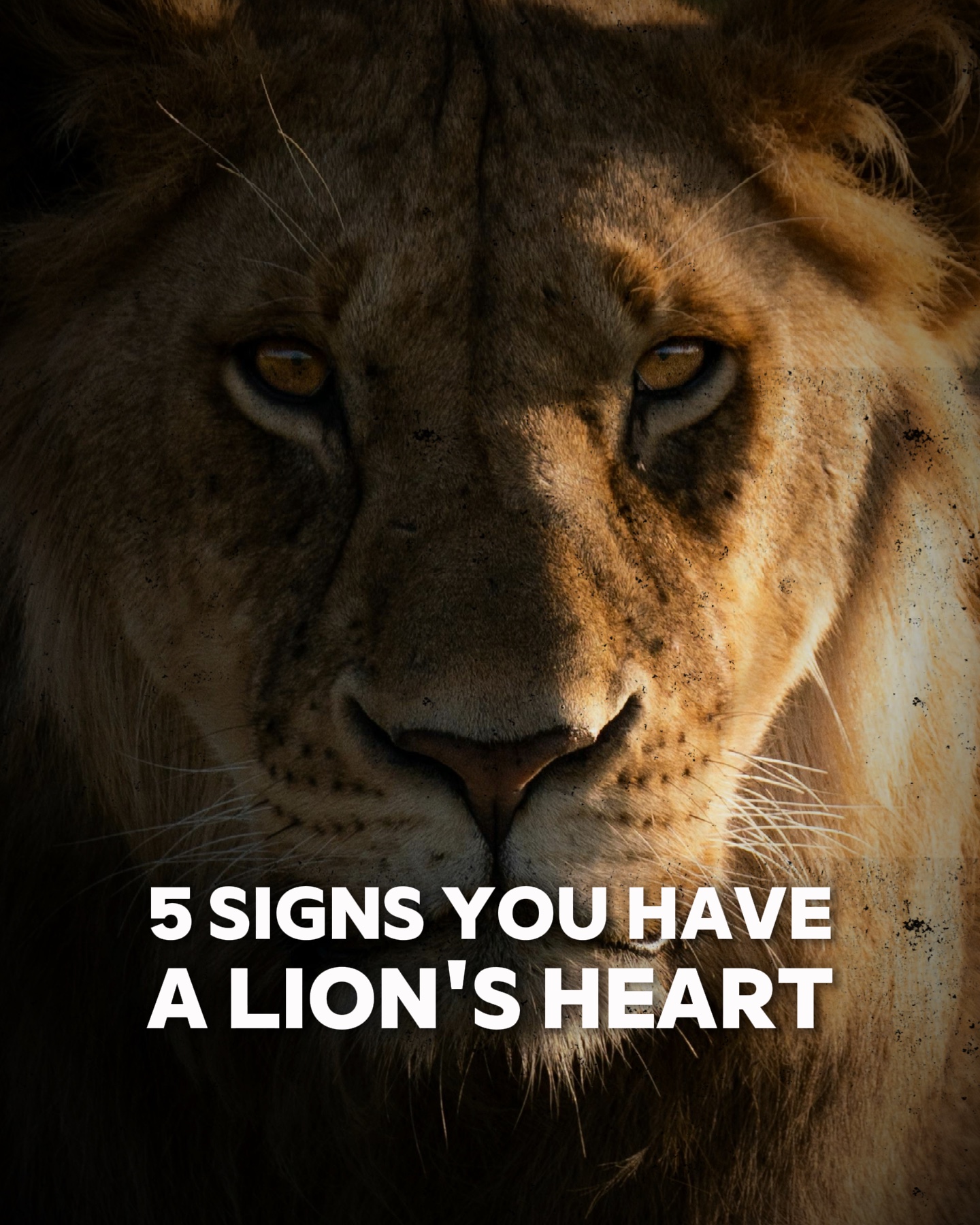 Corazón De Leones 