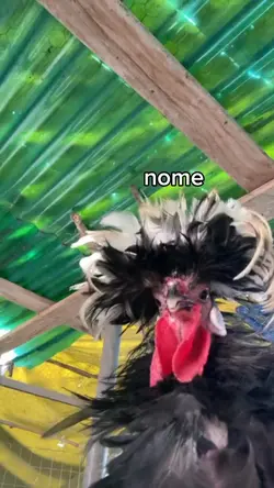 amigas são vcs kkkk