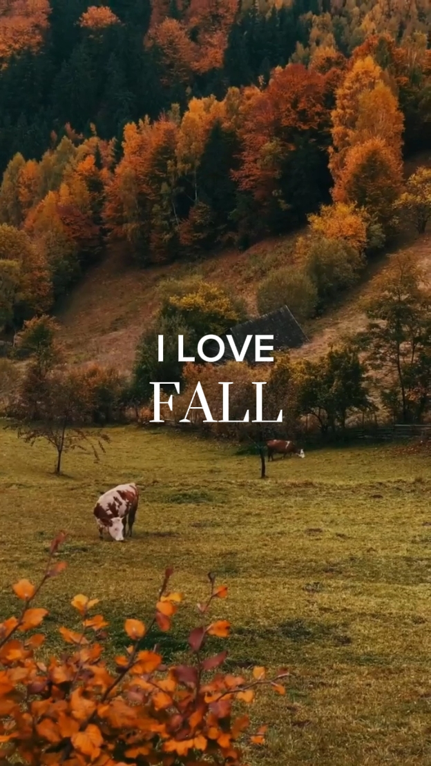 I love fall.