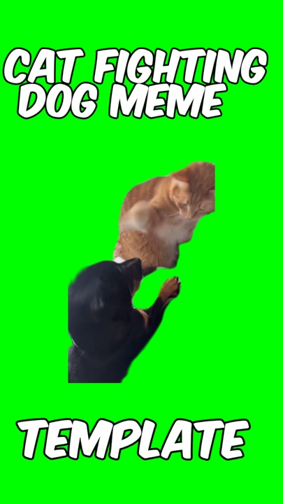 Chien de combat de chat 