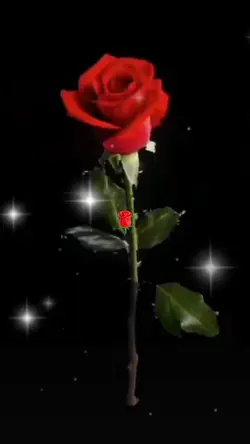 red rose
