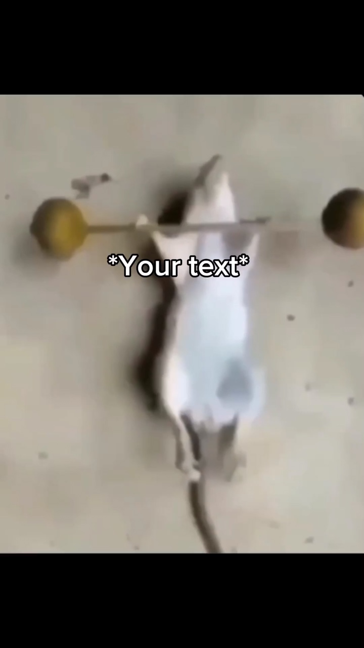 rat working out 