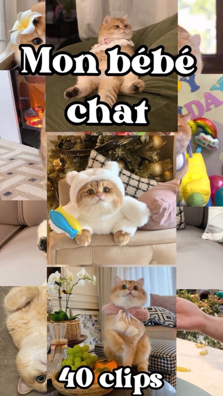 Mon bébé chat 