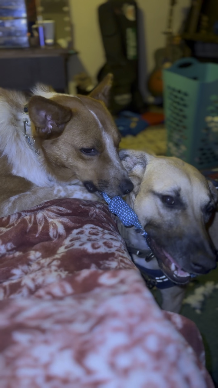 Hund spielt Video