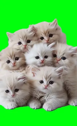 pile of kittens