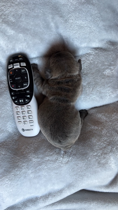 Chiot de Noël