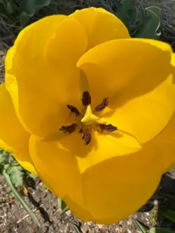 Full bloom