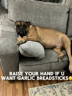 BUFFALO 🦬 chiTTen