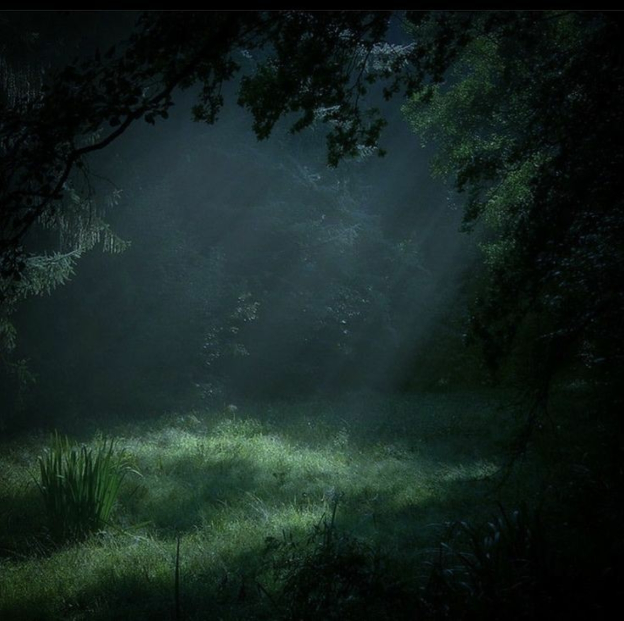Woods <3