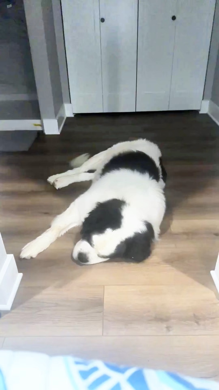 Décharge de photos de chiens