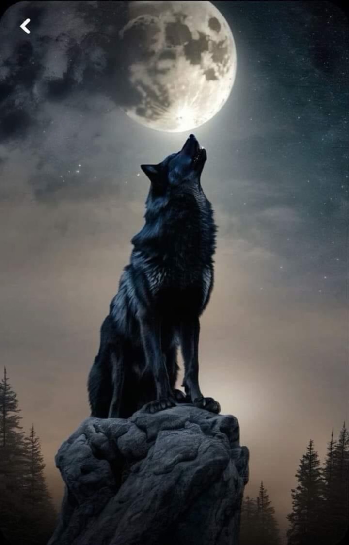 Clair de lune du loup 