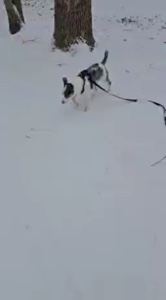 Kar Günü 