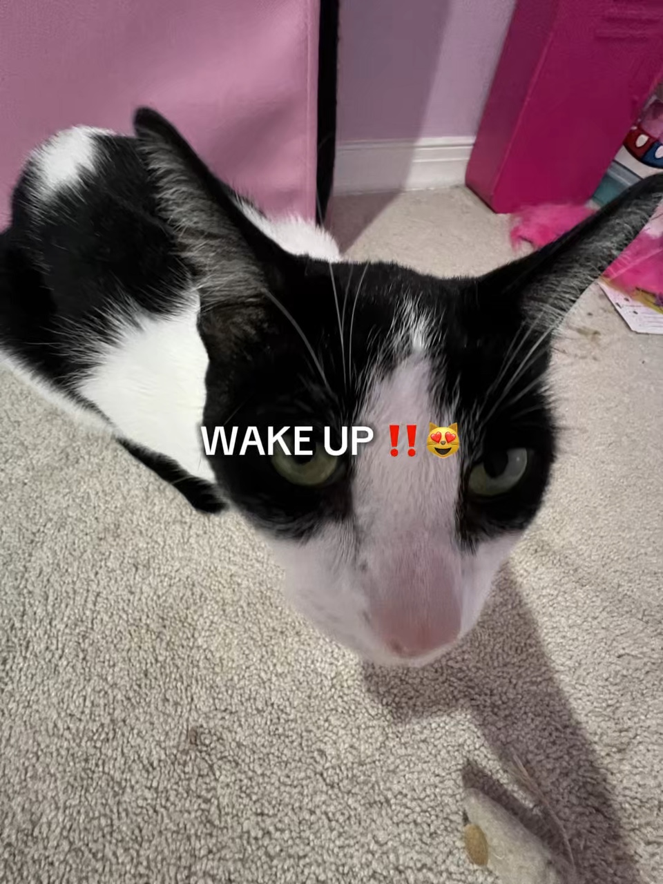 No espírito ‼️😻❄️