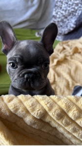 Chien dansant 