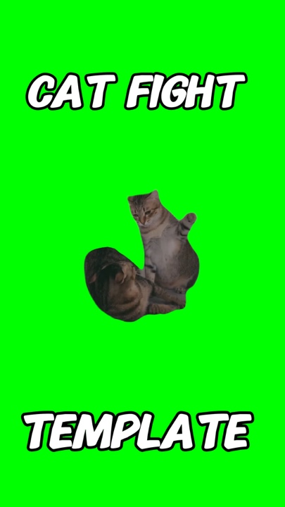 Meme pertarungan kucing 