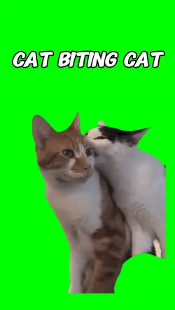 Cat biting Cat