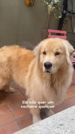 Cachorrito