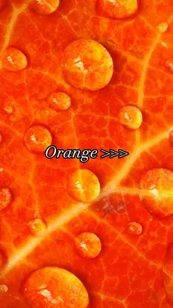 Orange Aesthetic 