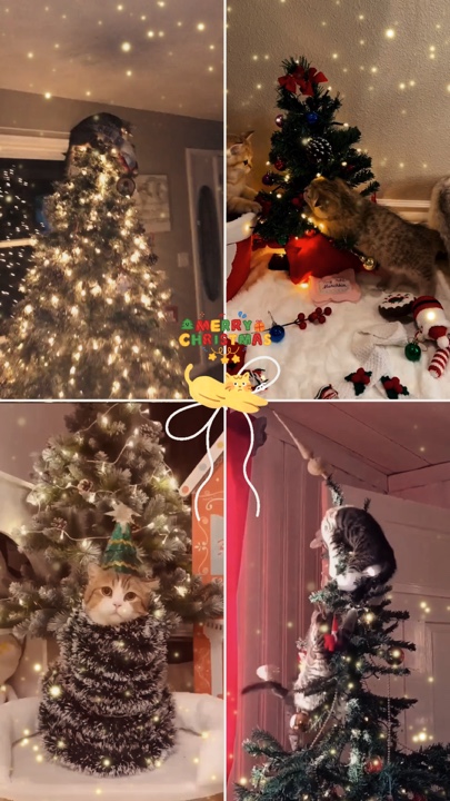 Kedi Noel 