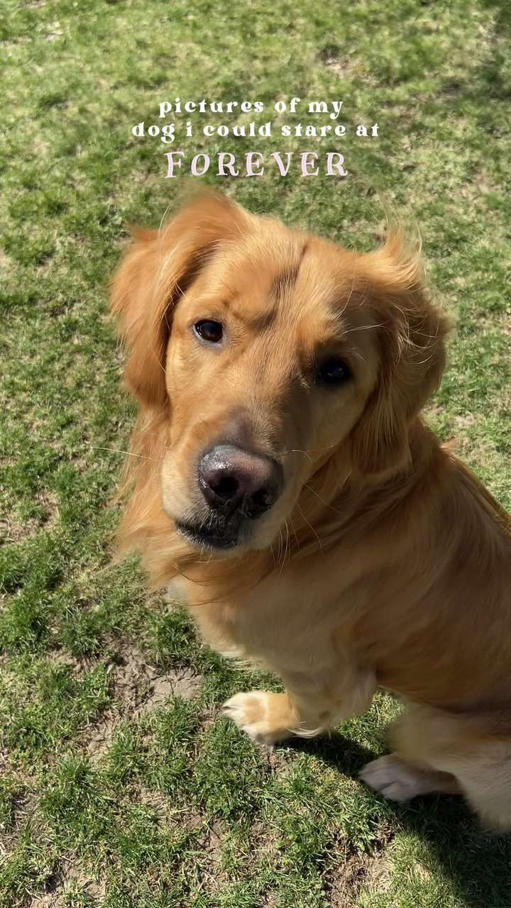 Bilder von meinem Hund