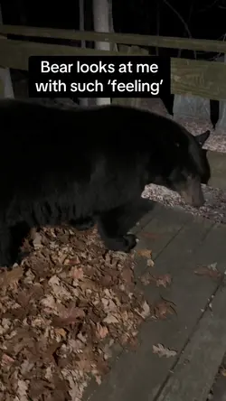 Bear Actually Listen
