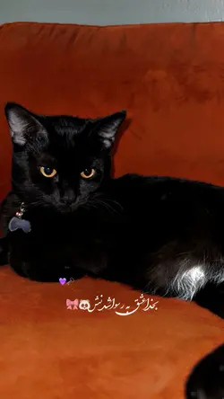 بخداعشق💜🗝️