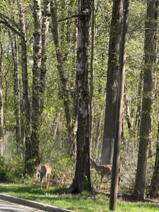 Avistamento de veados 🦌🦌