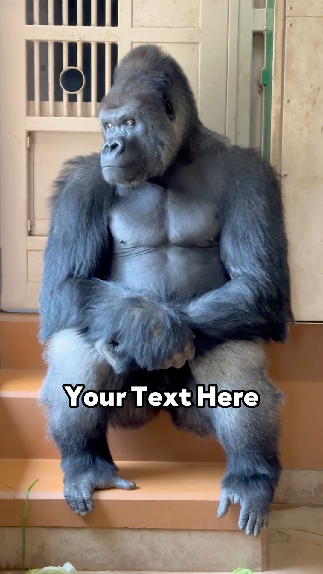 Lonely Gorilla 