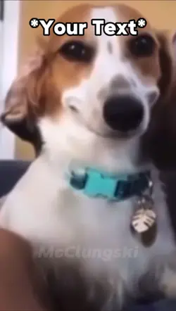 Dog Smirk Meme