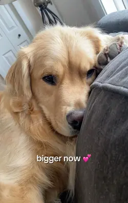 dog growing uppp!