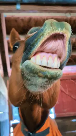 Smile!