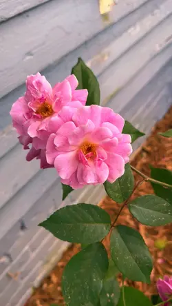 Pink Roses