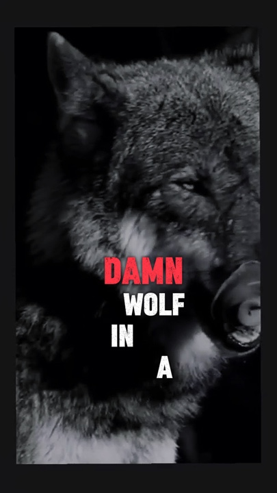 Der Wolf 