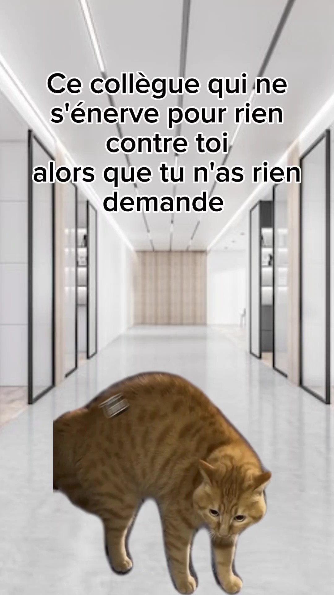 konuşan kedi 2