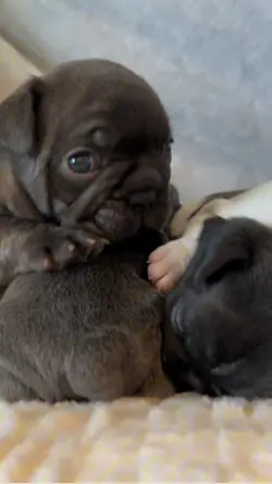 Bear or Frenchie?