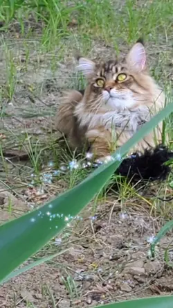 Kitty Adventures 