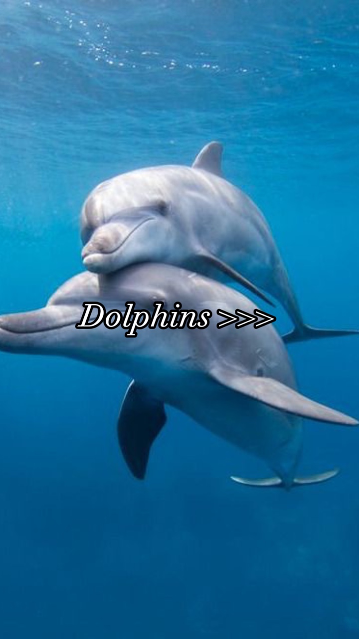Delfines Estéticos 