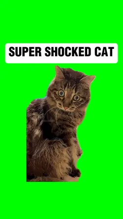 SUPER SHOCKED CAT