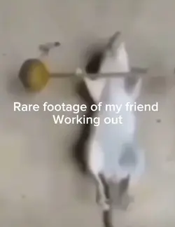 Rat